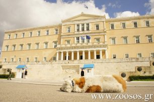 Ψηφίστηκε από τη Βουλή το Μητρώο Φιλοζωικών Σωματείων και Ενώσεων – Προσεχώς οι προϋποθέσεις