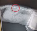 Βρήκε τη γάτα που φρόντιζε παράλυτη πυροβολημένη με αεροβόλο στο Μαρούσι Αττικής