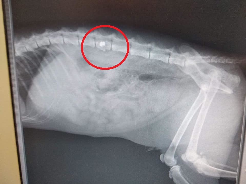 Βρήκε τη γάτα που φρόντιζε παράλυτη πυροβολημένη με αεροβόλο στο Μαρούσι Αττικής