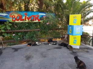 Επέτρεψαν την είσοδο στις γυναίκες που ταΐζουν τις γάτες στην «Ακτή του Ήλιου» στον Άλιμο