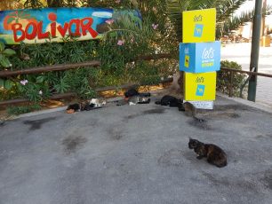 Φροντίζουν τις αδέσποτες γάτες που ζουν στην «Ακτή του Ήλιου» στην παραλία στον Άλιμο Αττικής