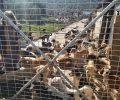 Αλμυρός Μαγνησίας: Έκκληση για τη σίτιση 500 σκυλιών σε ιδιωτικό κυνοκομείο καθώς αρρώστησε η γυναίκα που τα φρόντιζε (βίντεο)
