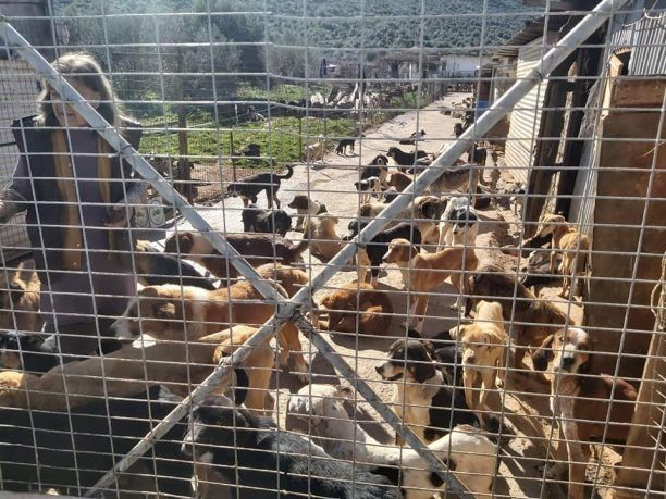 Αλμυρός Μαγνησίας: Έκκληση για τη σίτιση 500 σκυλιών σε ιδιωτικό κυνοκομείο καθώς αρρώστησε η γυναίκα που τα φρόντιζε (βίντεο)