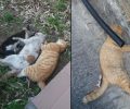 Άνδρος: Ακόμα τέσσερις γάτες δολοφονημένες με φόλες στη Χώρα