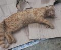 Άνδρος: Γάτες νεκρές από φόλες στη Χώρα