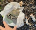 Βρήκε έξι νεκρά νεογέννητα κουτάβια νεκρά σε σακούλα στον Απαλό Έβρου
