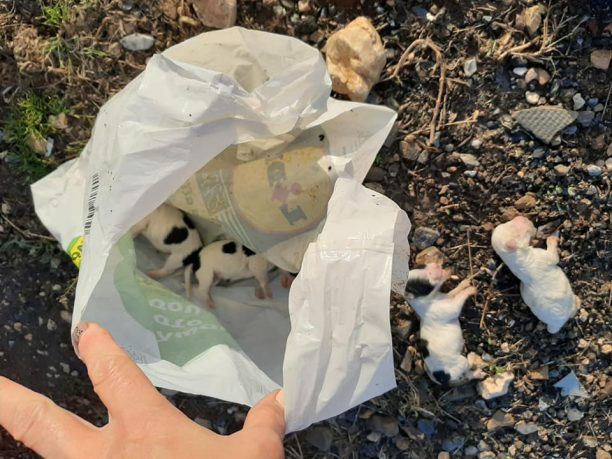 Βρήκε έξι νεκρά νεογέννητα κουτάβια νεκρά σε σακούλα στον Απαλό Έβρου