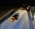 Ακόμα ένα αρκουδάκι νεκρό σε τροχαίο στο Κλειδί Φλώρινας
