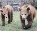 Μεγαλώνουν τα αρκουδάκια που κρατούσε σε αποθήκη άνδρας στην Οινόη Κοζάνης