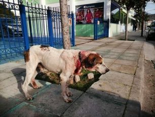 Χωρίς τέλος η δυστυχία των ζώων στον Δήμο Φυλής – Οι ελάχιστοι εθελοντές έχουν γονατίσει