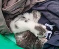Έδεσσα Πέλλας: Έκκληση για τη φροντίδα νεογέννητων γατιών που βρέθηκαν πεταμένα στα σκουπίδια