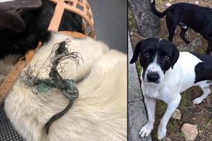 Σκύλος παγιδεύτηκε σε συρμάτινη θηλιά κυνηγού στην Εκάλη Αττικής