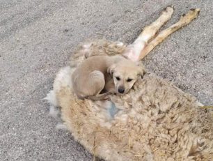 Αναζητούν σπιτικό για το κουτάβι που βρέθηκε πάνω σε νεκρό πρόβατο στην Ερμιονίδα Αργολίδας