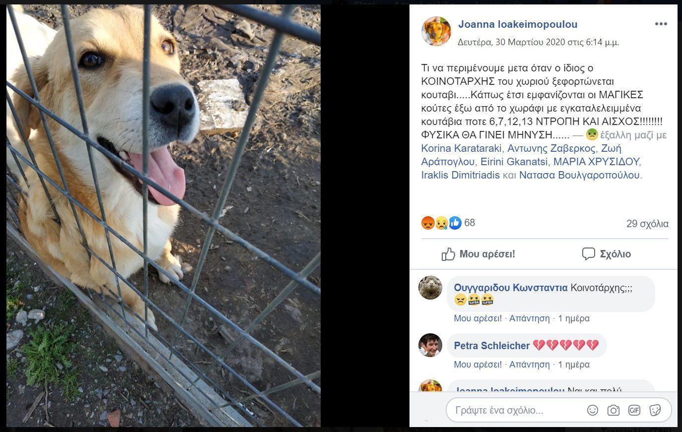 Πρόστιμο σε φιλόζωους που είχαν βεβαιώσεις σίτισης αδέσποτων επειδή ήταν έξω και κατήγγειλαν αυτόν που πέταξε κουτάβι στα Φαρμακέικα Θεσσαλονίκης 1 FarmakeikaThessalonikisSkylosIoannaIoakeimopoulou30 3 2020