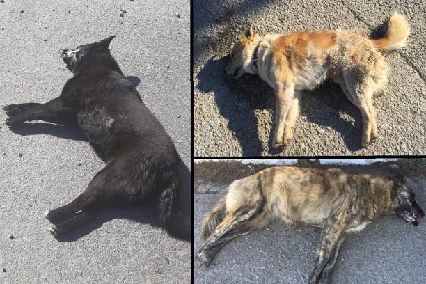 Φιλώτας Φλώρινας: Τρία σκυλιά νεκρά από φόλες