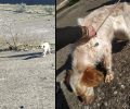 Εθελοντές έσωσαν σκύλο που κάποιος πέταξε στο φράγμα του Πηνειού στην Ήλιδα Ηλείας (βίντεο)