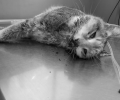 Άλλη μια γάτα πέθανε από φόλα που κάποιος σκόρπισε σε γειτονιά της Ηλιούπολης Αττικής