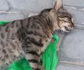 Πάρος: Γάτες νεκρές από φόλες στη Νάουσα