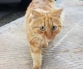 Βρέθηκε αρσενική ξανθιά γάτα με χρυσό περιλαίμιο στο Νέο Ηράκλειο Αττικής