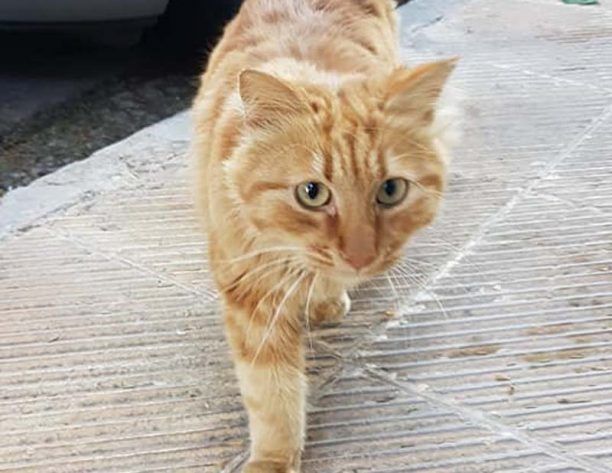 Βρέθηκε αρσενική ξανθιά γάτα με χρυσό περιλαίμιο στο Νέο Ηράκλειο Αττικής