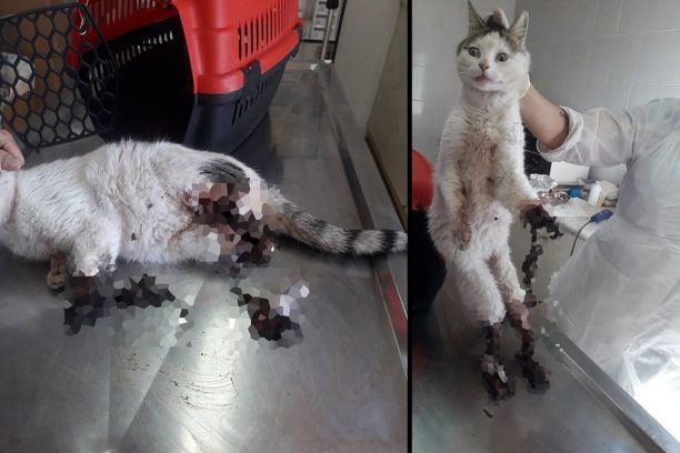 Λαμία Φθιώτιδας: Γάτα σε τραγική κατάσταση με λιωμένα τρία πόδια προφανώς από όχημα