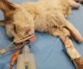 Φθιώτιδα: Αναρρώνει η γάτα που βρέθηκε με λιωμένα πόδια στη Λαμία