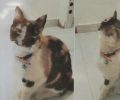 Βρέθηκε γάτα με περιλαίμιο και γαλάζιο κουδουνάκι στη Νέα Ιωνία Αττικής