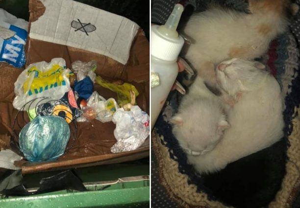 Βρήκε 5 νεογέννητα γατάκια πεταμένα σε κάδο σκουπιδιών στον Βόλο Μαγνησίας