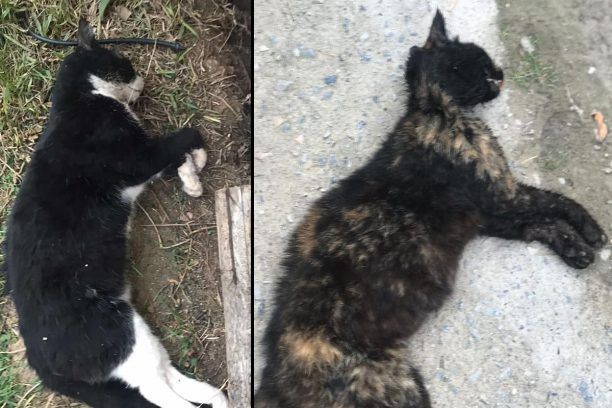 Θεσσαλονίκη: Πολλές γάτες νεκρές από φόλες στου Χαριλάου