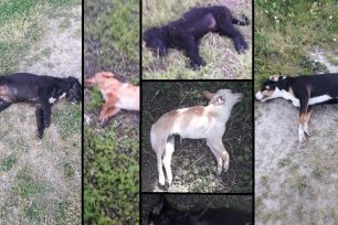 Μαζική δηλητηρίαση αδέσποτων σκυλιών με φόλες στην Ιστιαία Εύβοιας