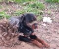 Έβαλε στον σκύλο του φίμωτρο και εγκατέλειψε το Ροτβάιλερ δένοντας το σε πάρκο στην Καισαριανή Αττικής (βίντεο)