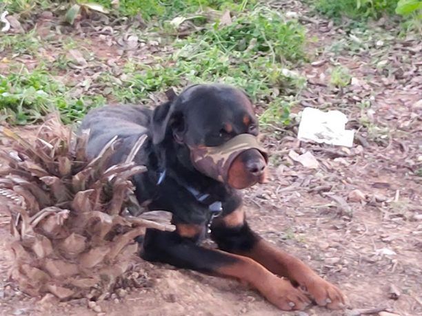 Έβαλε στον σκύλο του φίμωτρο και εγκατέλειψε το Ροτβάιλερ δένοντας το σε πάρκο στην Καισαριανή Αττικής (βίντεο)