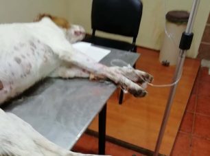 Ακόμα ένα σκυλί δηλητηριασμένο από φόλα στην Καππά Καρδίτσας