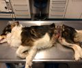 Καραδήμας Ιωαννίνων: Ηλικιωμένη γυναίκα βασάνιζε για καιρό δύο σκυλιά