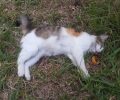 Εύβοια: Και τρίτη γάτα νεκρή από φόλα σε πυλωτή πολυκατοικίας στο Κουρέντι Χαλκίδας
