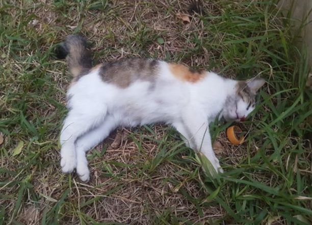 Εύβοια: Και τρίτη γάτα νεκρή από φόλα σε πυλωτή πολυκατοικίας στο Κουρέντι Χαλκίδας
