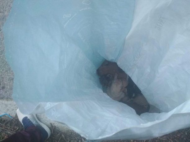 Λέσβος: Έκλεισε σε τσουβάλι και πέταξε στο Πλωμάρι 9 νεογέννητα κουταβάκια