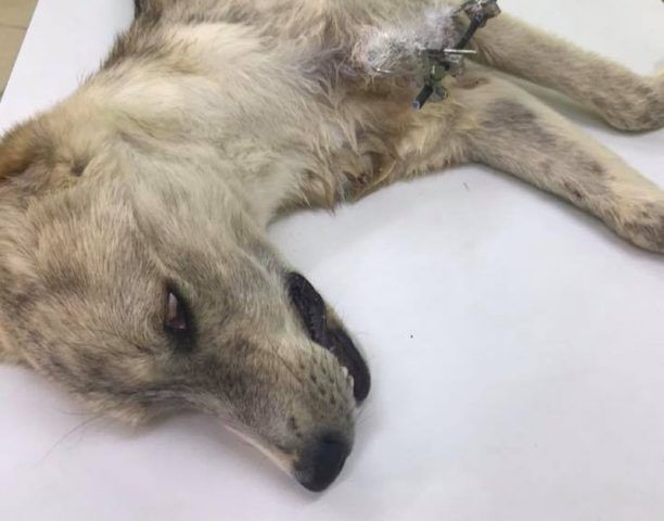 Καταδικάστηκε με αναστολή άνδρας που έσπασε στο ξύλο τον σκύλο του στο Λαδοχώρι Θεσπρωτίας