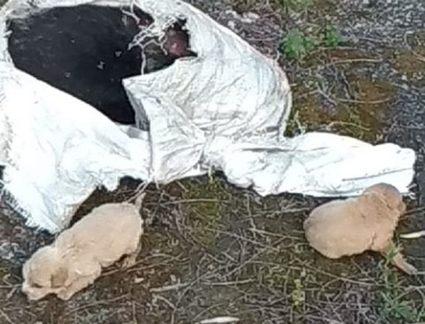 Λέσβος: Βρήκε κουτάβια ζωντανά κλεισμένα σε τσουβάλι να θηλάζουν το πτώμα της μάνα τους