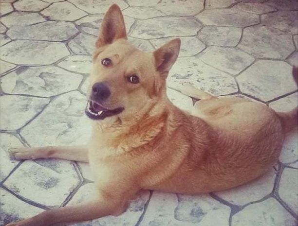 Χάθηκε θηλυκός σκύλος στην Αρτέμιδα Αττικής