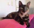 Χάθηκε θηλυκή γάτα στο Πεδίον του Άρεως στην Αθήνα