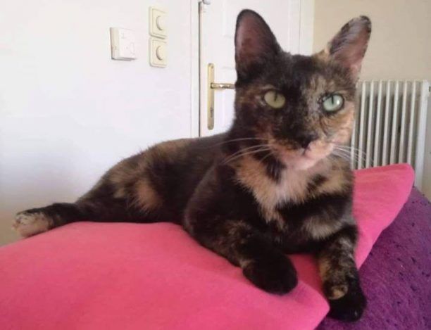 Χάθηκε θηλυκή γάτα στο Πεδίον του Άρεως στην Αθήνα