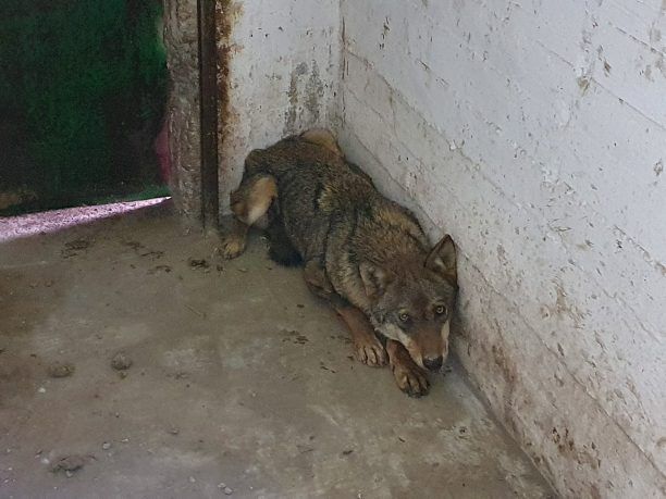 Σύντομα ελεύθερος και πάλι ο λύκος που βρέθηκε καρφωμένος σε κάγκελα στον Καστανά Θεσσαλονίκης