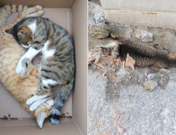 Γάτες νεκρές από φόλες στα Μακρίσια Ηλείας