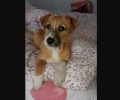 Χάθηκε θηλυκός μικρόσωμος σκύλος από τα Πηγάδια Θερμησίας Αργολίδας