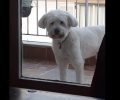 Χάθηκε λευκός σκύλος Γκριφόν Μαλτέζ στην Κηφισιά Αττικής