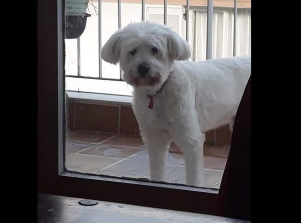 Χάθηκε λευκός σκύλος Γκριφόν Μαλτέζ στην Κηφισιά Αττικής
