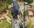 Ακόμα τρία σκυλιά δολοφονημένα με φόλες στα Μέγαρα Αττικής