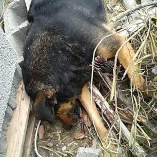 Ακόμα τρία σκυλιά δολοφονημένα με φόλες στα Μέγαρα Αττικής 4 MegaraDilitiriasmenosSkylos22 3 2020 10