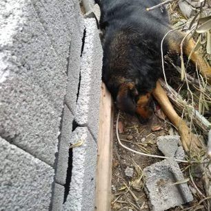 Ακόμα τρία σκυλιά δολοφονημένα με φόλες στα Μέγαρα Αττικής 5 MegaraDilitiriasmenosSkylos22 3 2020
